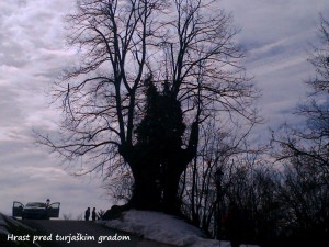 Hrast pred turjaškim gradom